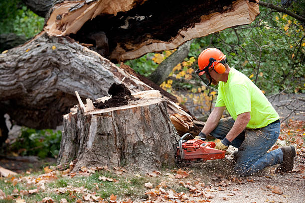 Best Hazardous Tree Removal  in Fort Myers, FL