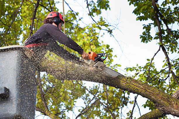 Best Tree and Shrub Care  in Fort Myers, FL